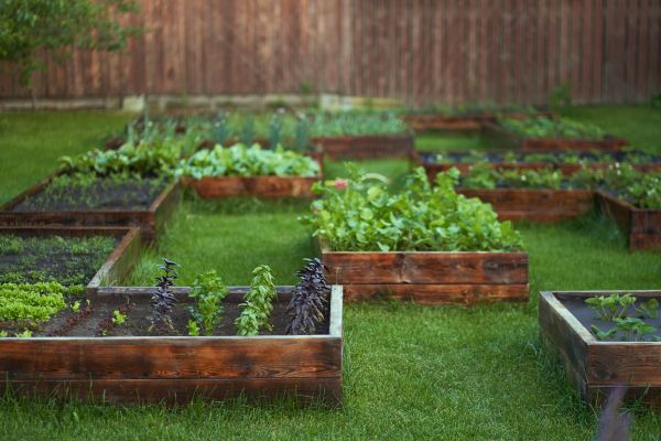 Vegetable Gardening - Vegetable Gardening Midlothian, Illinois