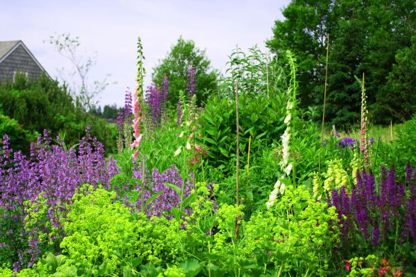 Native Plant Gardening